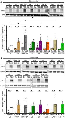 β2-integrins control HIF1α activation in human neutrophils